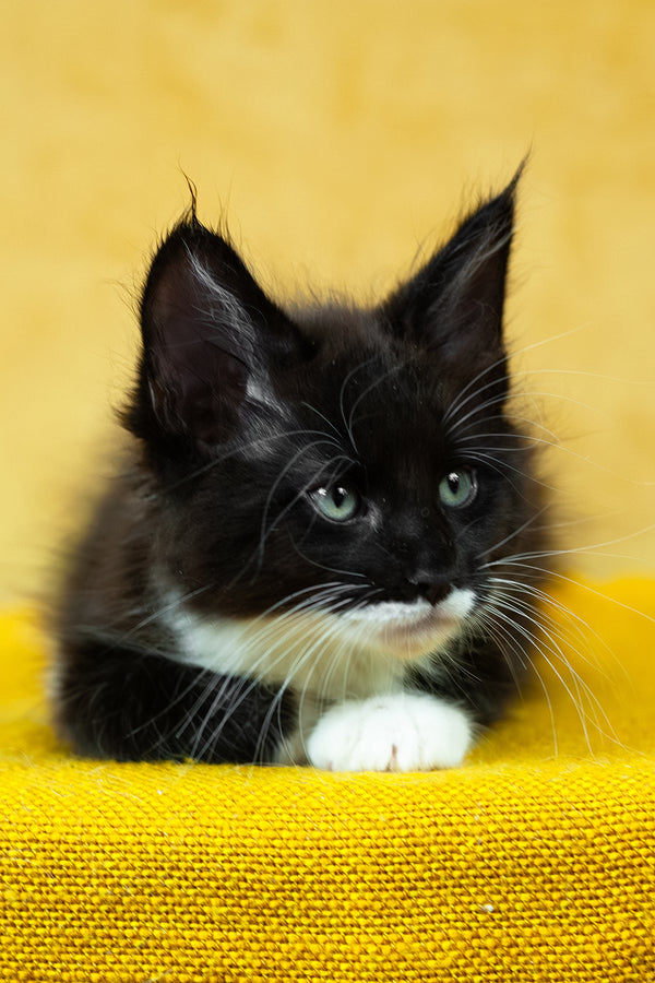 Batman | Maine Coon Kitten