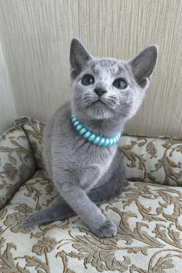 X-Ray | Russian Blue Kitten