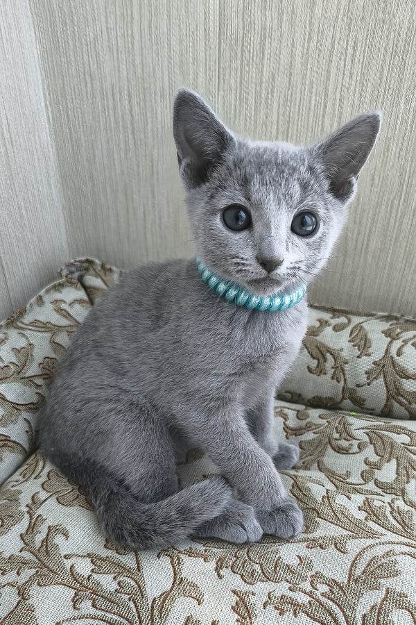 X-Ray | Russian Blue Kitten