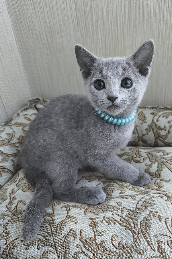 X-Ray | Russian Blue Kitten