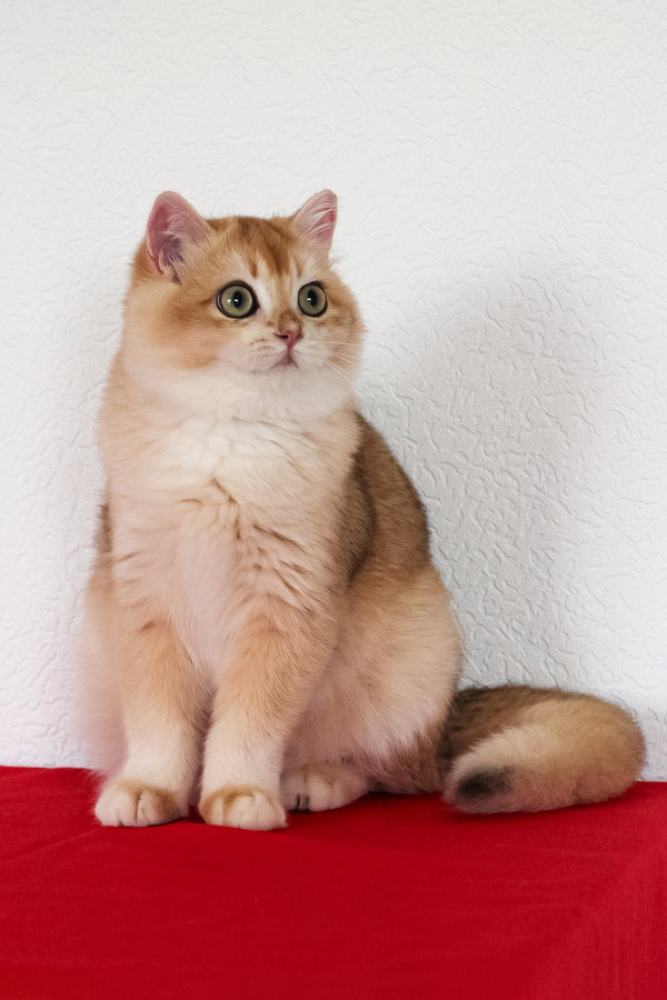 Xahar | British Shorthair Kitten