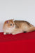 Xahar | British Shorthair Kitten