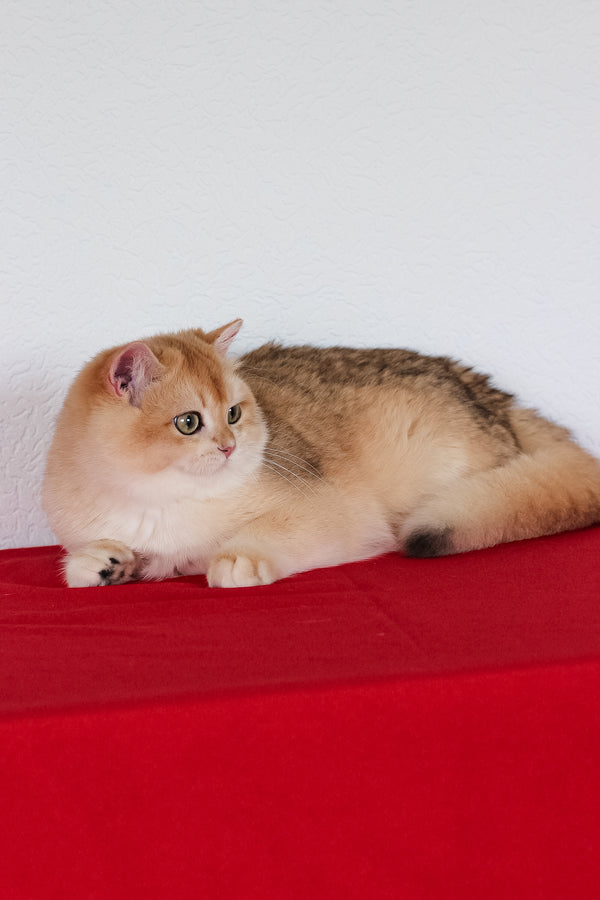 Xahar | British Shorthair Kitten