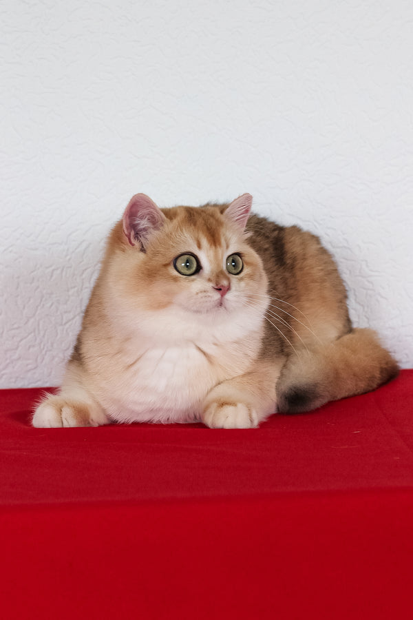 Xahar | British Shorthair Kitten