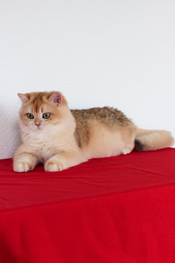 Xahar | British Shorthair Kitten