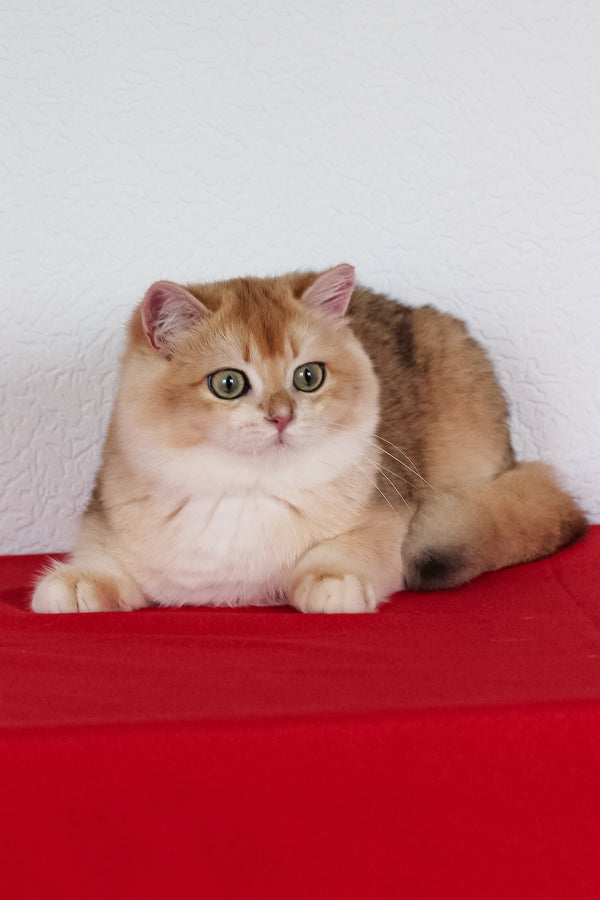 Xahar | British Shorthair Kitten