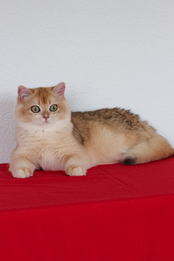 Xahar | British Shorthair Kitten