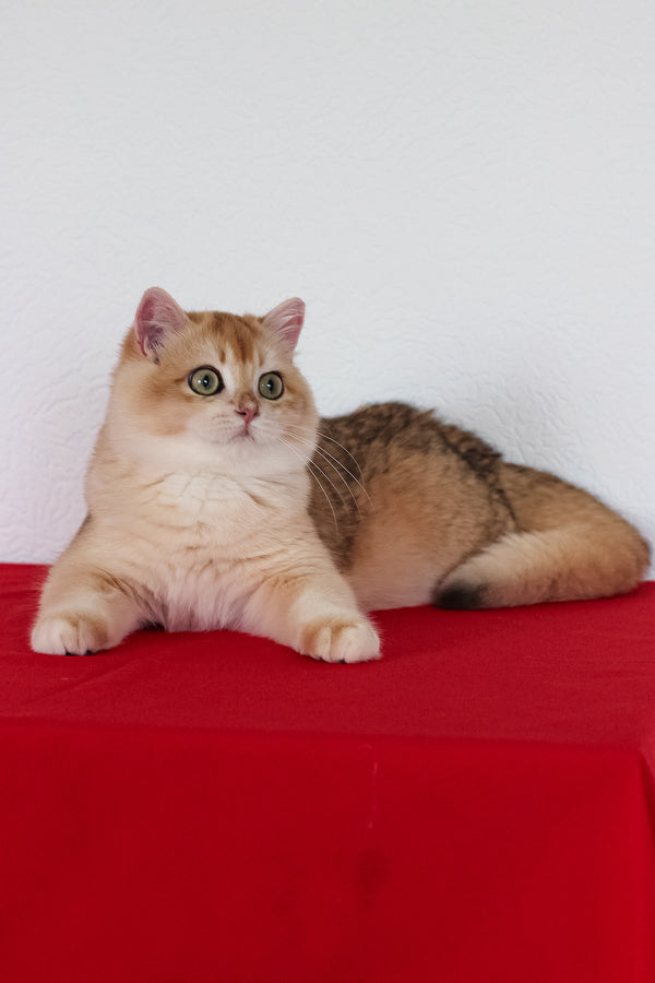 Xahar | British Shorthair Kitten