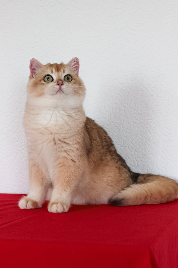 Xahar | British Shorthair Kitten