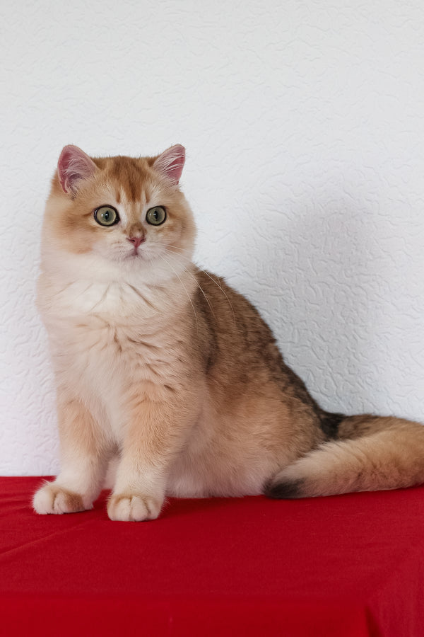 Xahar | British Shorthair Kitten