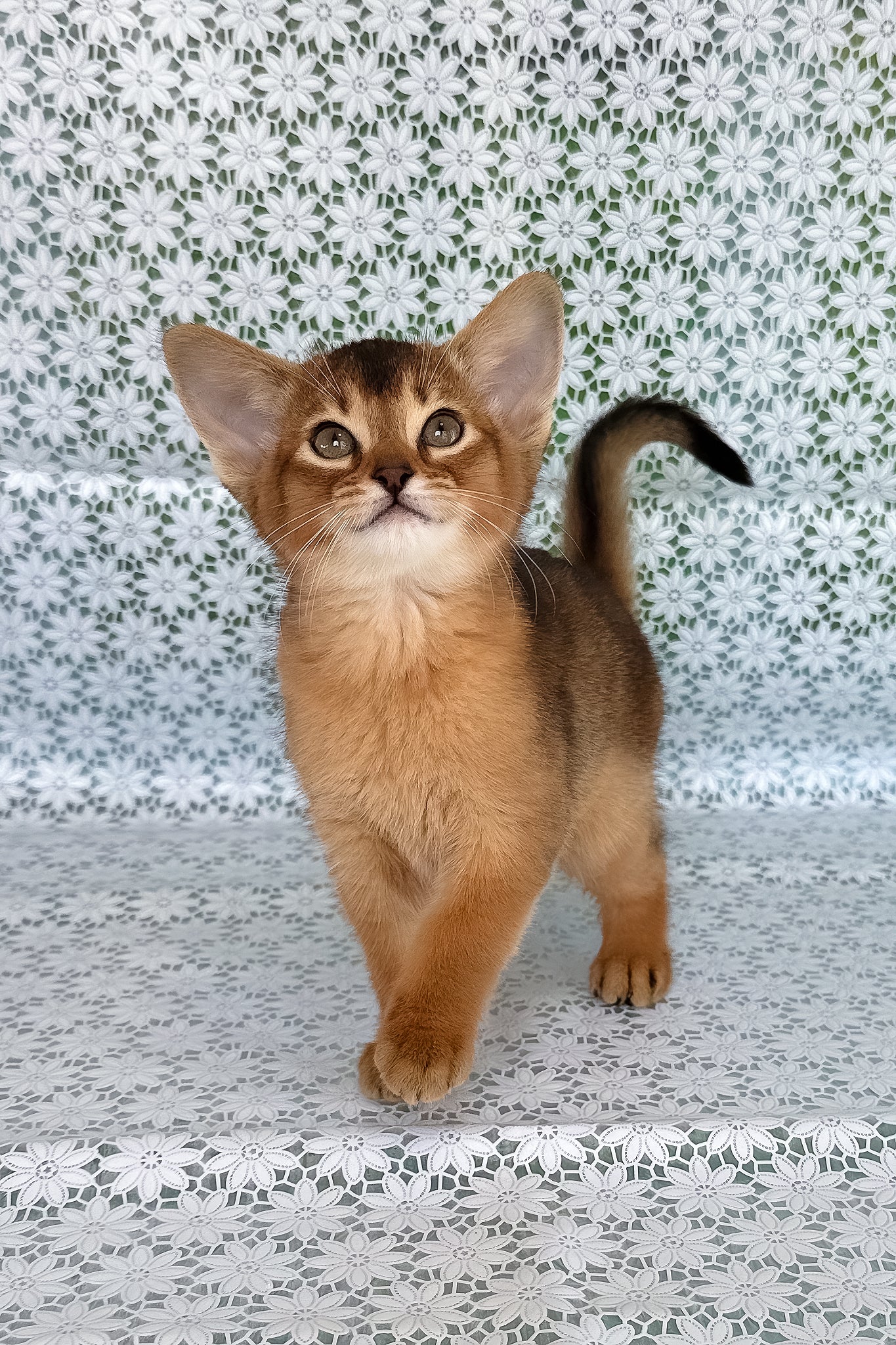 Xalvadora Abyssinian Kitten Ruddy Coat Yellow Eyes