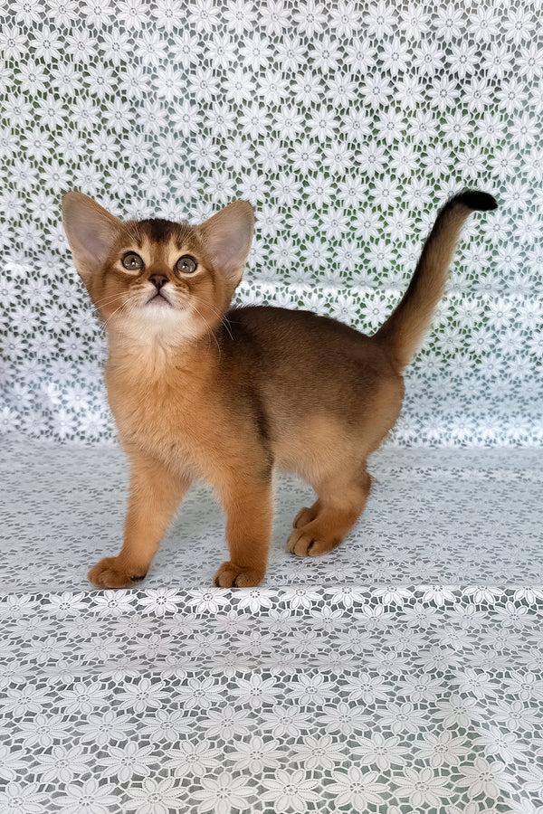Xalvadora | Abyssinian Kitten