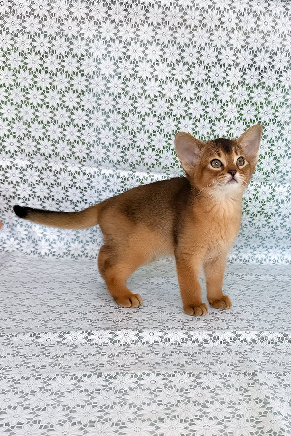 Xalvadora | Abyssinian Kitten