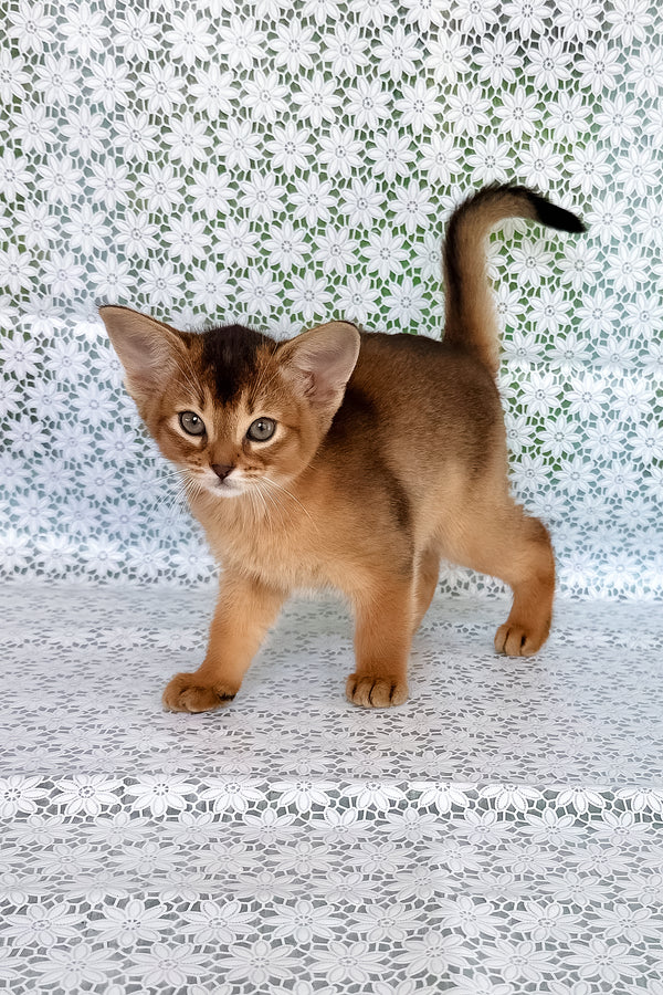 Xalvadora | Abyssinian Kitten