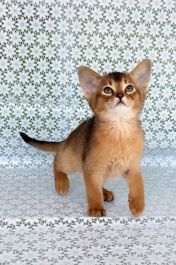 Xalvadora | Abyssinian Kitten