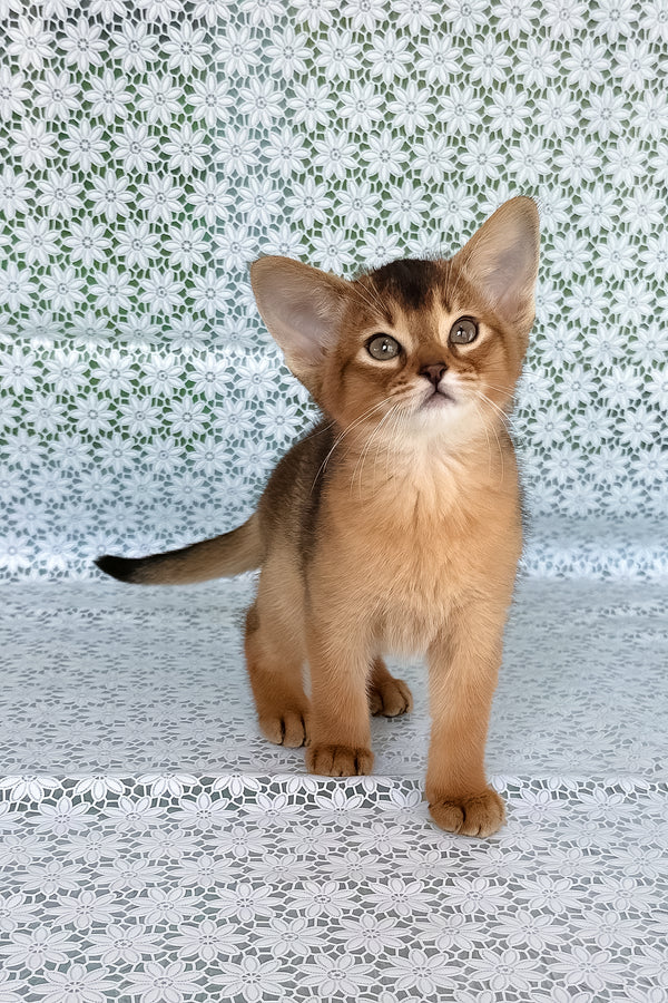 Xalvadora | Abyssinian Kitten