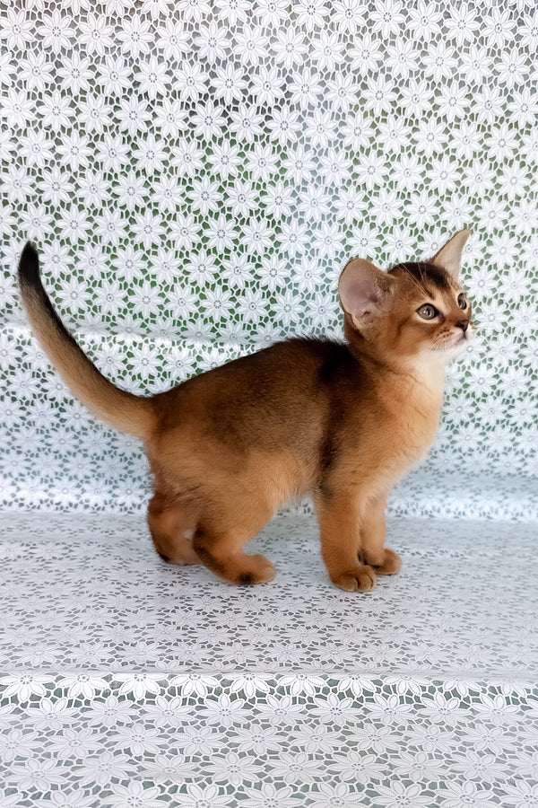 Xalvadora | Abyssinian Kitten