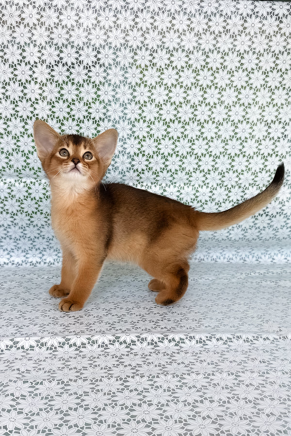 Xalvadora | Abyssinian Kitten