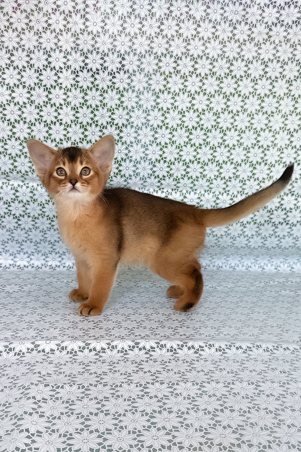 Xalvadora | Abyssinian Kitten
