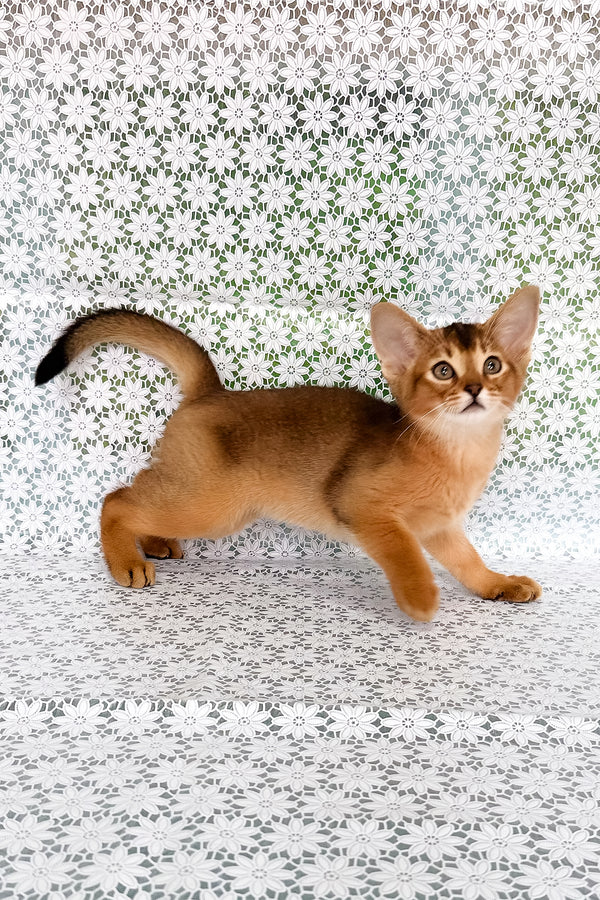 Xalvadora | Abyssinian Kitten