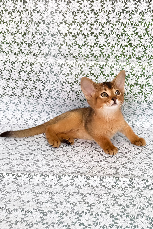 Xalvadora | Abyssinian Kitten