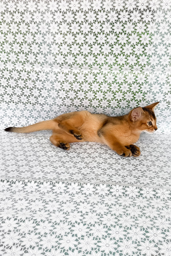 Xalvadora | Abyssinian Kitten