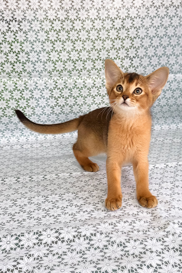 Xalvadora | Abyssinian Kitten