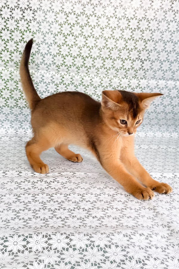 Xalvadora | Abyssinian Kitten