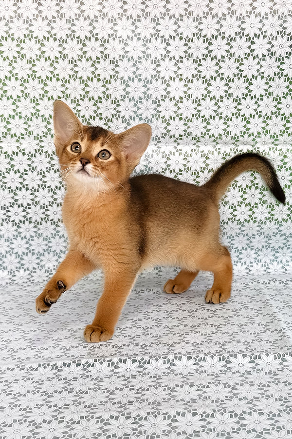 Xalvadora | Abyssinian Kitten