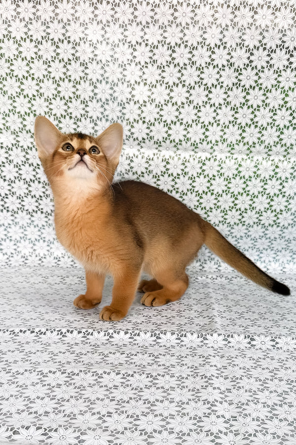 Xalvadora | Abyssinian Kitten