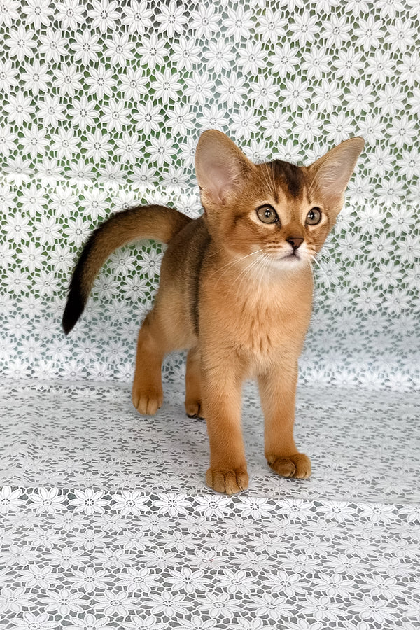 Xalvadora | Abyssinian Kitten