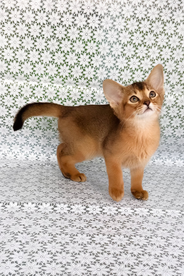 Xalvadora | Abyssinian Kitten