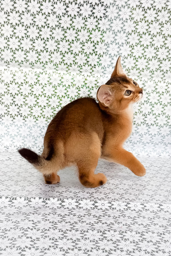 Xalvadora | Abyssinian Kitten