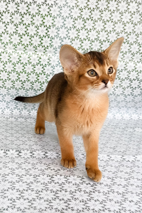Xalvadora | Abyssinian Kitten