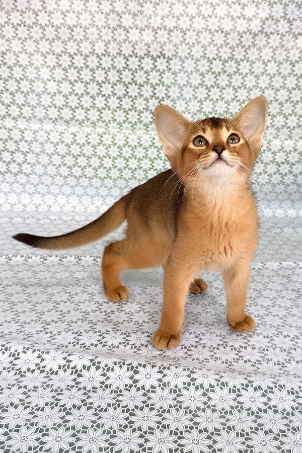Xalvadora | Abyssinian Kitten