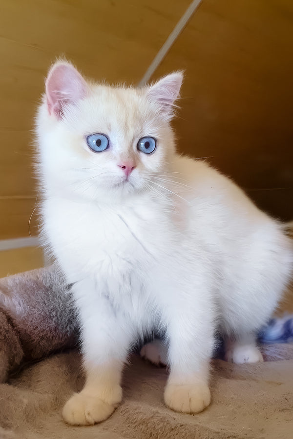 Xamira | British Shorthair Kitten
