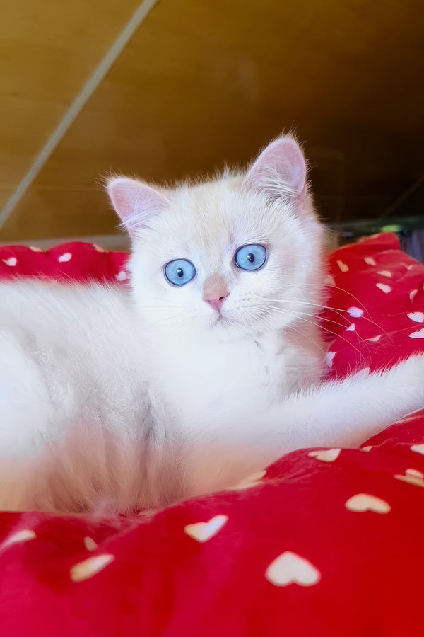 Xamira | British Shorthair Kitten