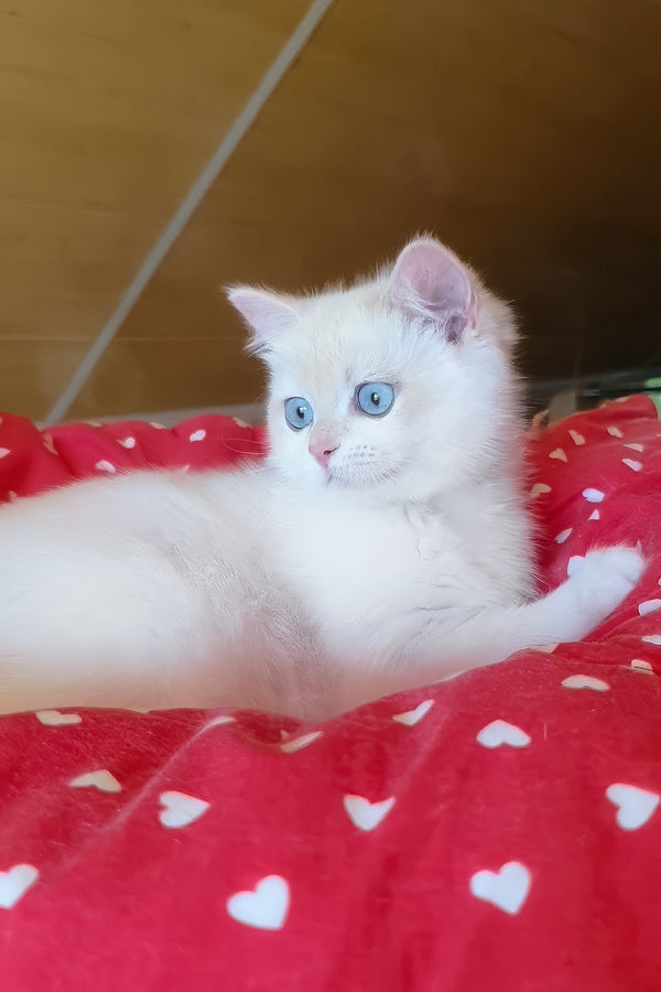 Xamira | British Shorthair Kitten