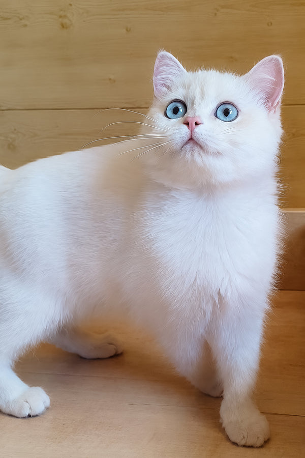 Xamira | British Shorthair Kitten