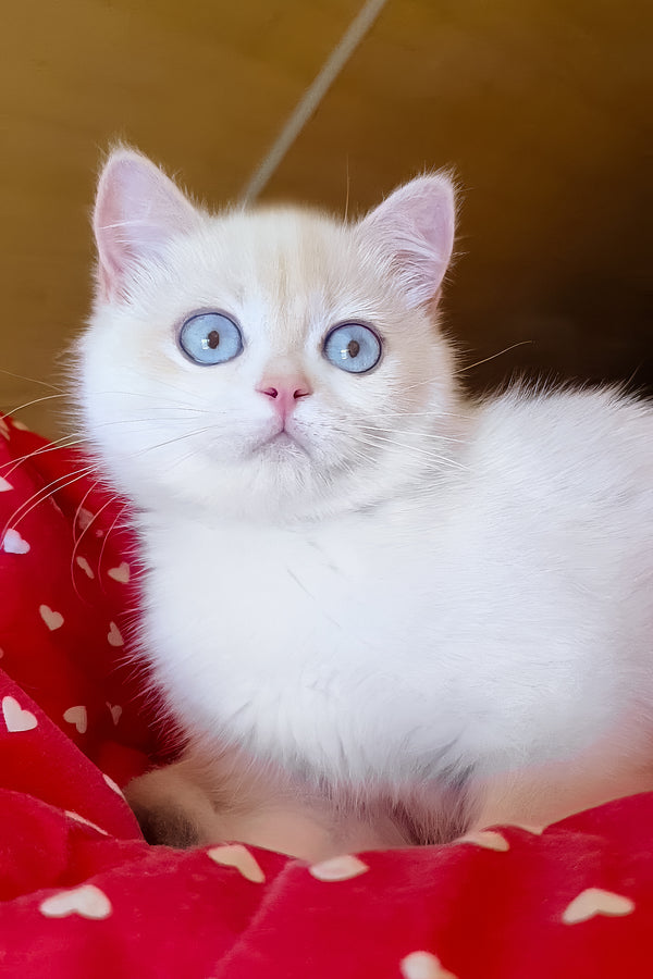 Xamira | British Shorthair Kitten