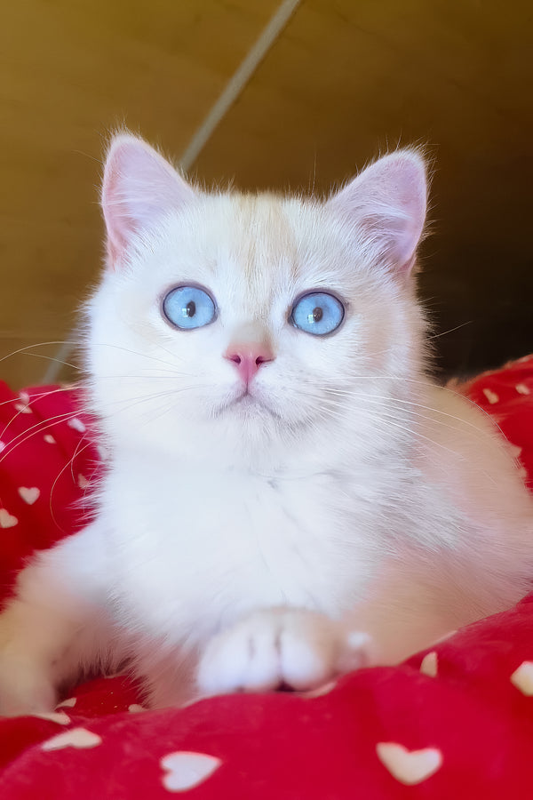 Xamira | British Shorthair Kitten