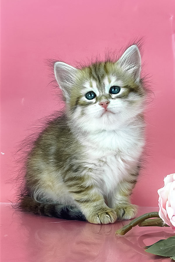 Xamira | Siberian Kitten