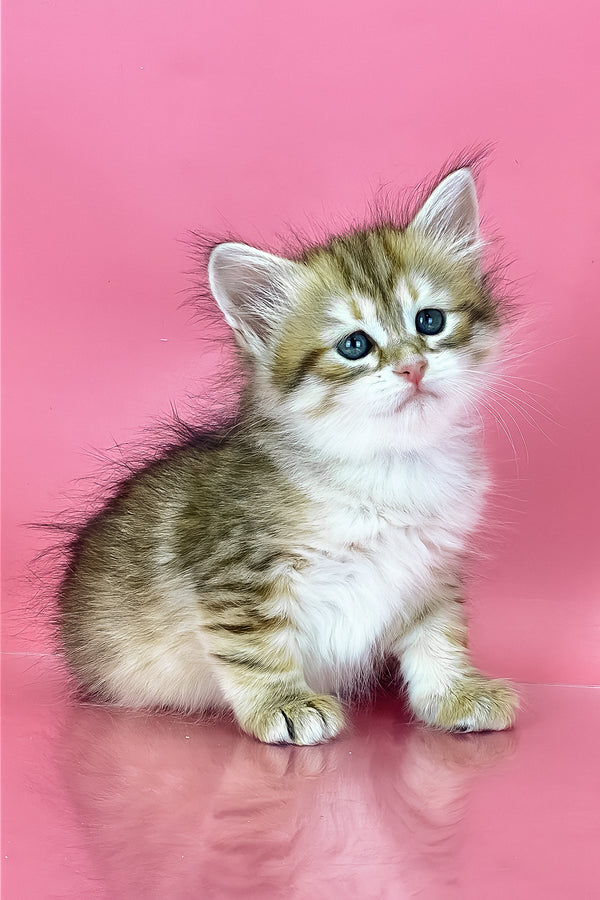 Xamira | Siberian Kitten