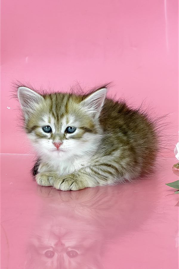 Xamira | Siberian Kitten
