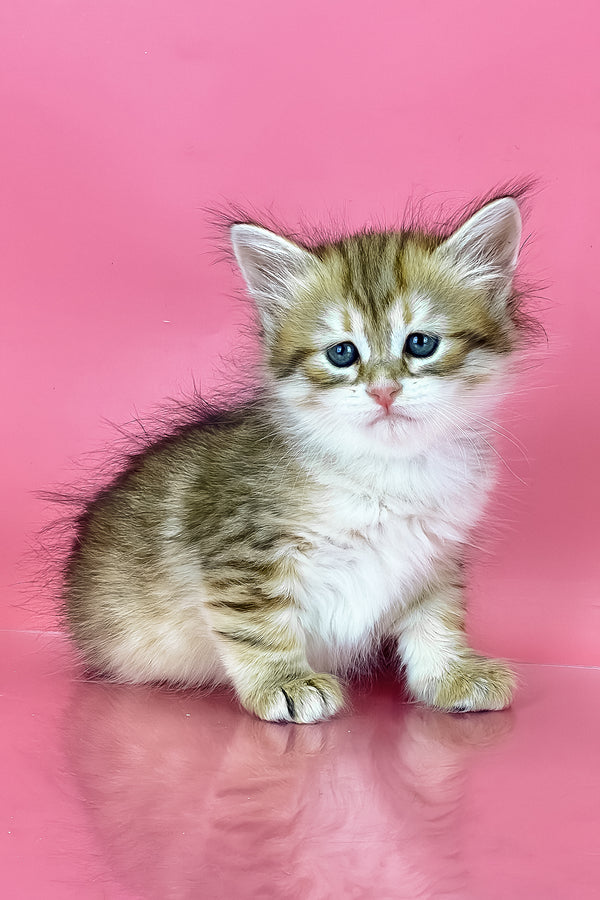 Xamira | Siberian Kitten