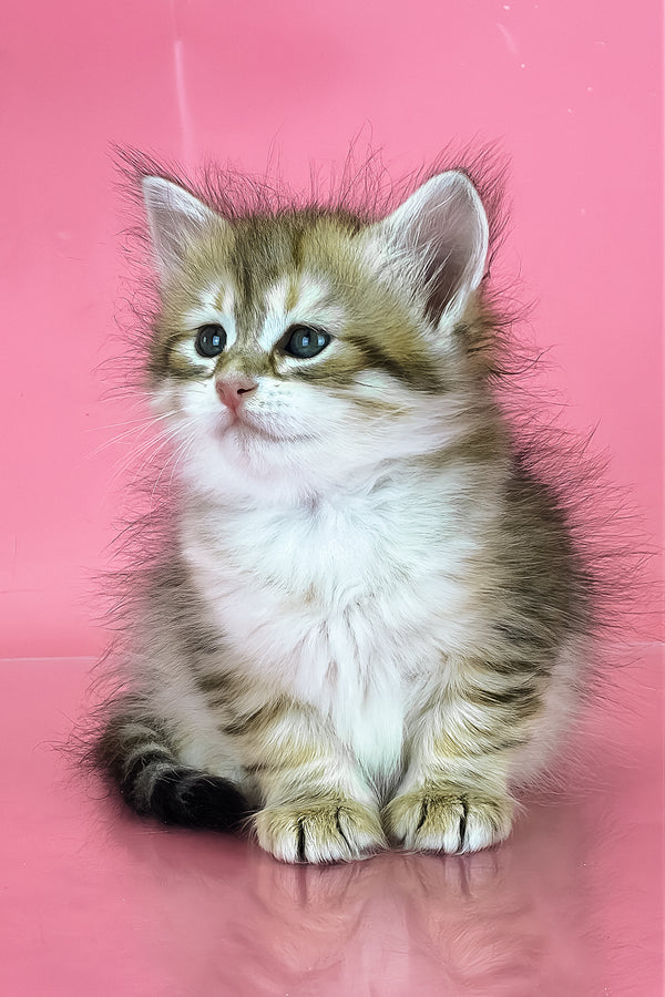 Xamira | Siberian Kitten