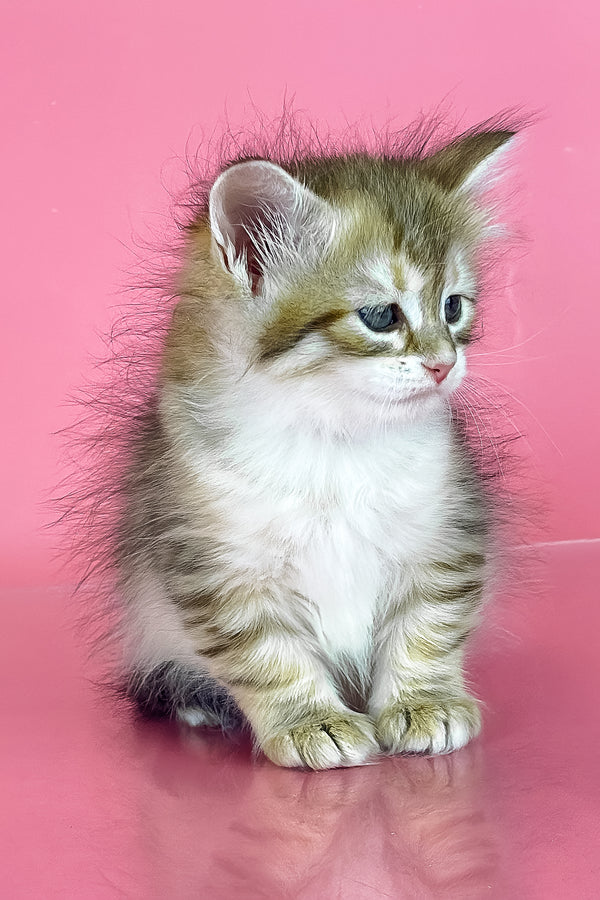 Xamira | Siberian Kitten