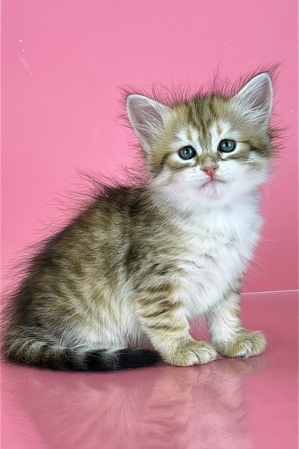 Xamira | Siberian Kitten
