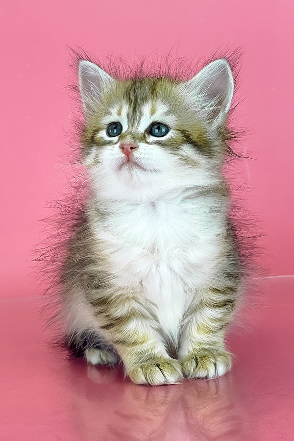 Xamira | Siberian Kitten