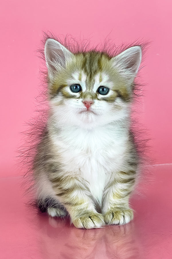 Xamira | Siberian Kitten